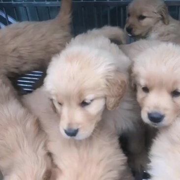 金毛幼犬