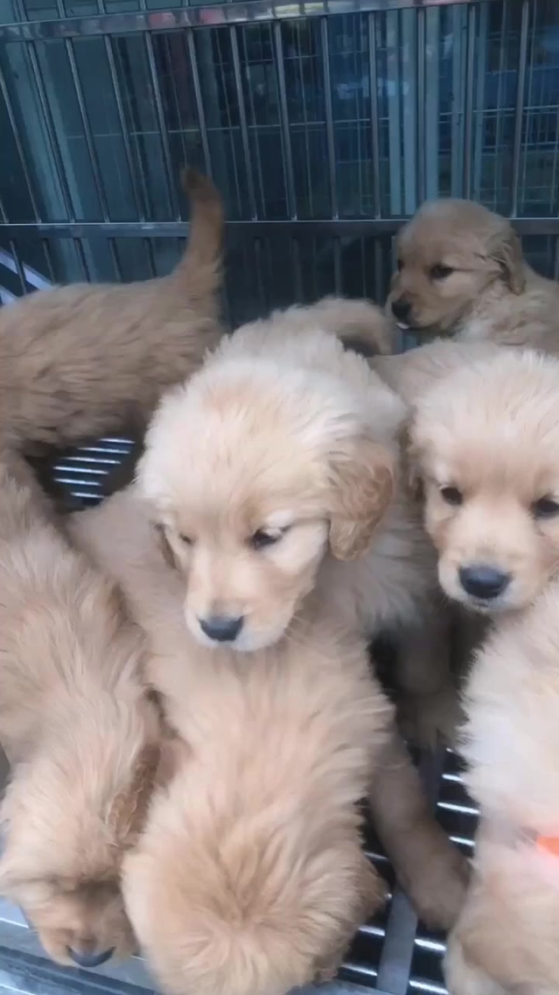 金毛幼犬
