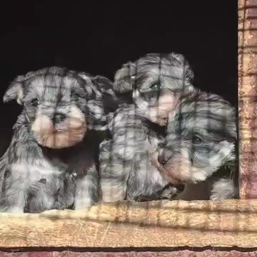 纯种小体椒盐色雪纳瑞幼犬宠物狗活体家养小型犬黑银色雪纳瑞