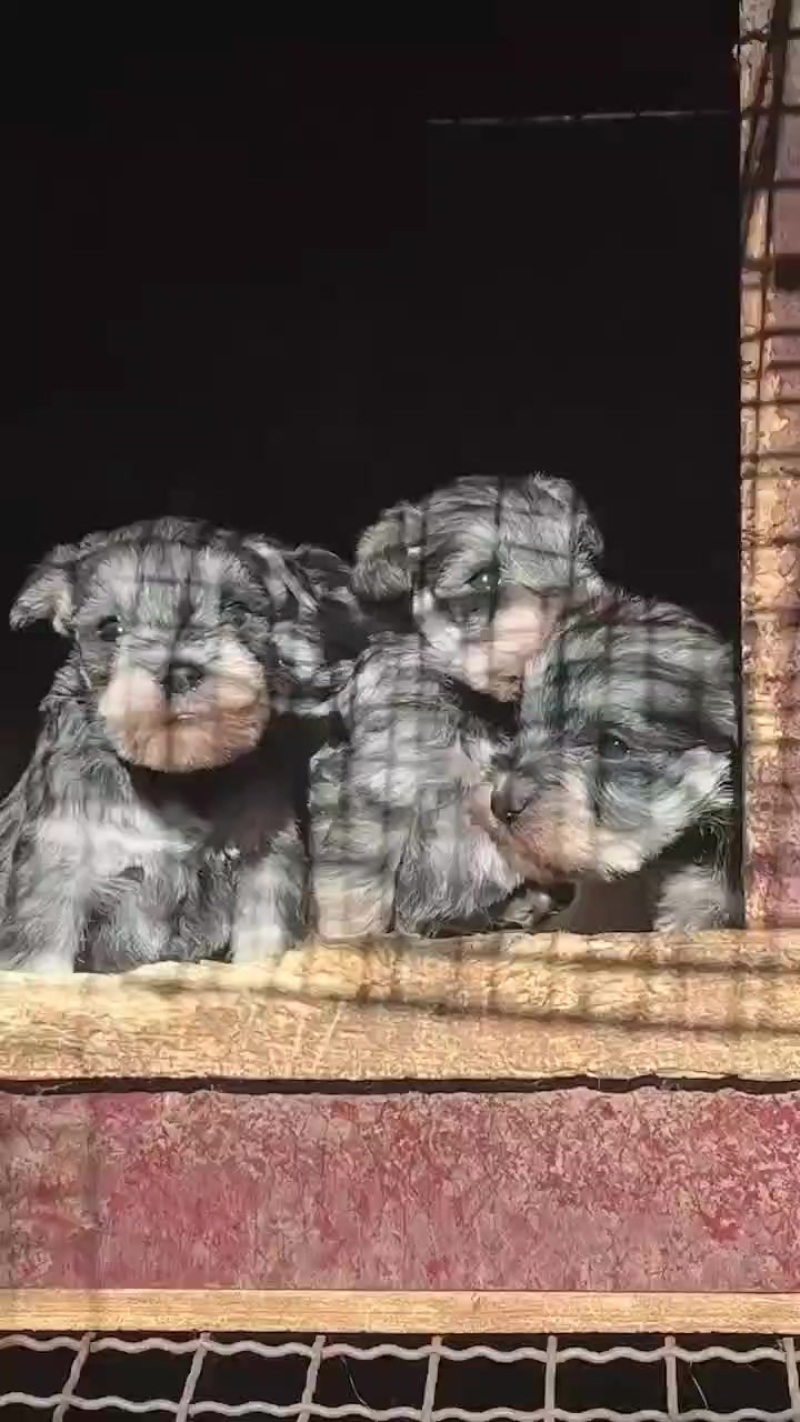 纯种小体椒盐色雪纳瑞幼犬宠物狗活体家养小型犬黑银色雪纳瑞