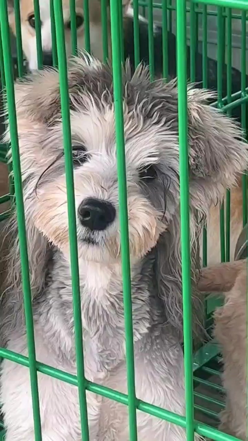 纯种小体椒盐色雪纳瑞幼犬宠物狗活体家养小型犬黑银色雪纳瑞