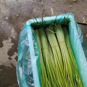 蒜苔精品改把散装打袋
