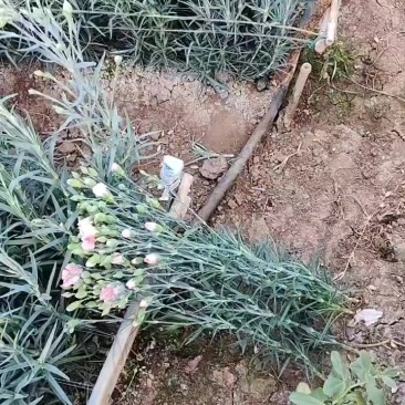康乃馨花一把20课颗