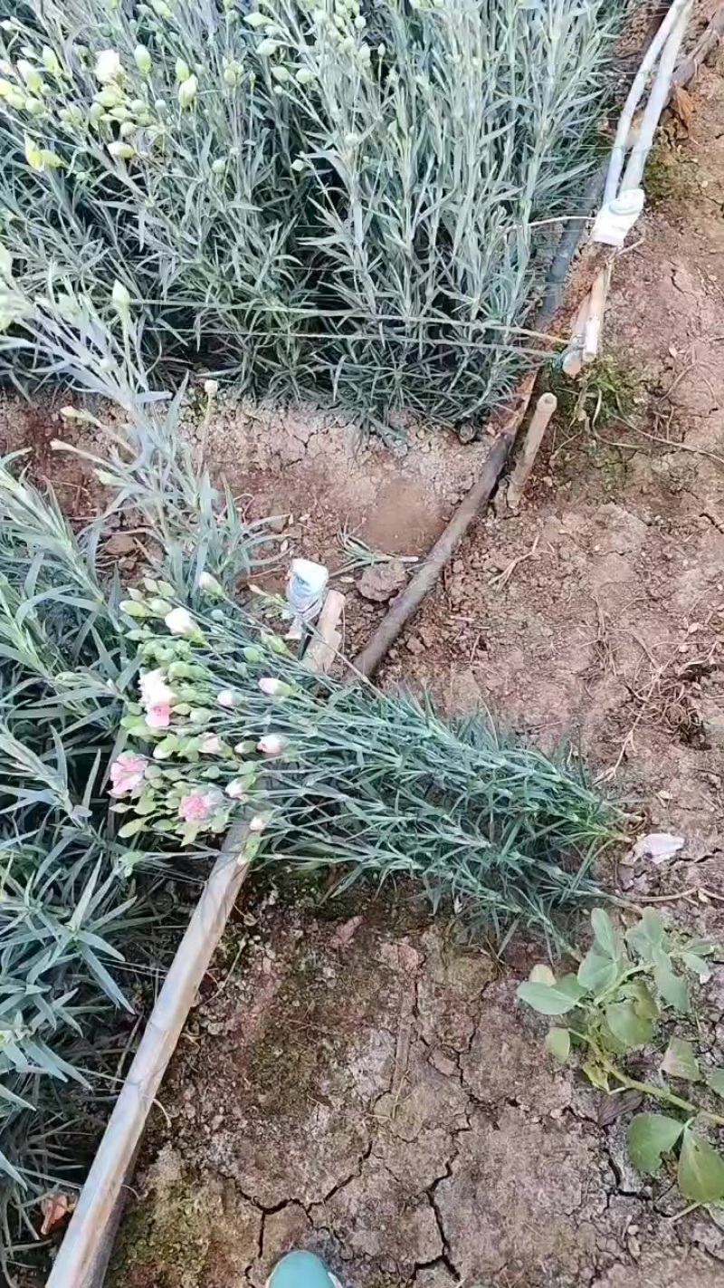 康乃馨花一把20课颗