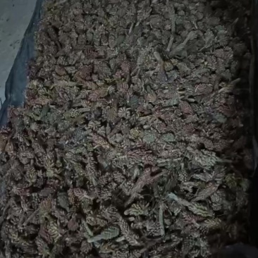 松花粉