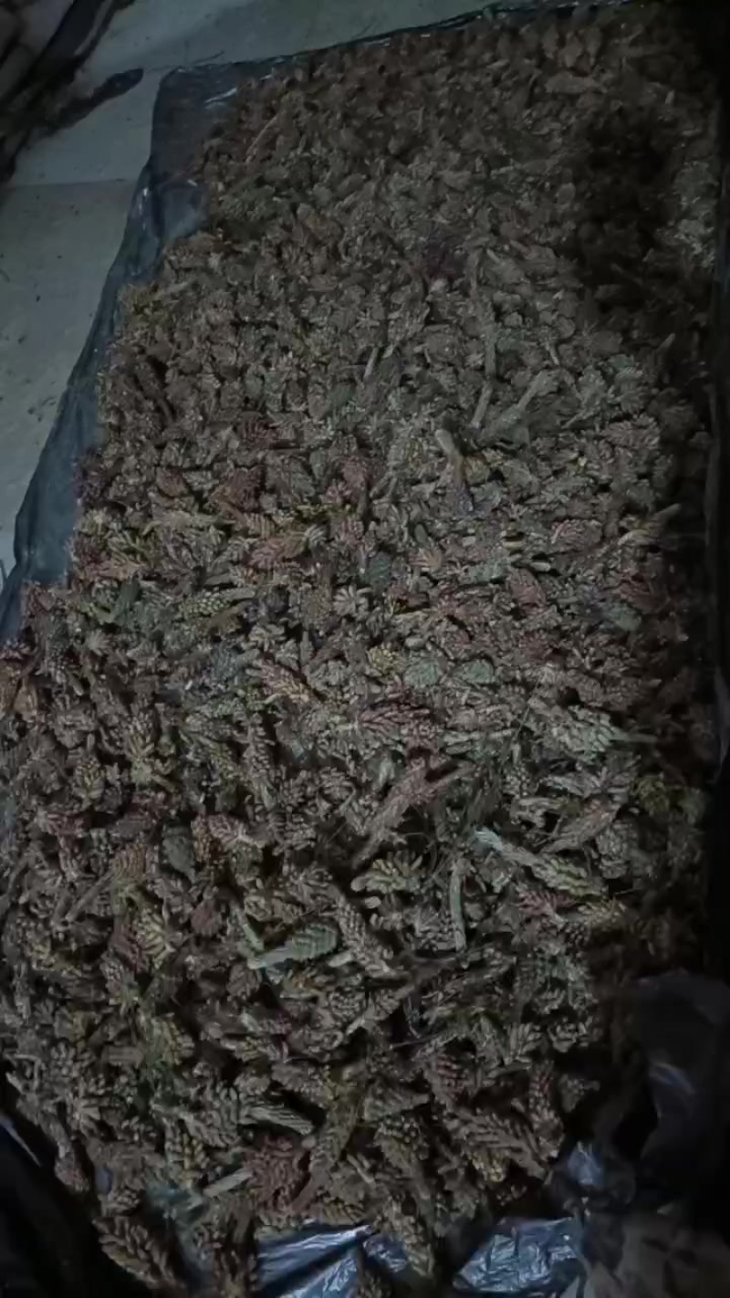 松花粉