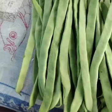 张家口豆角质量好品质高