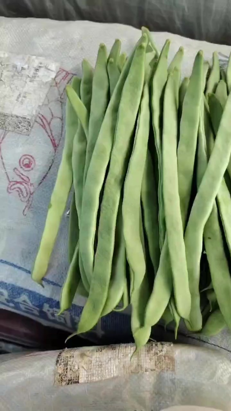 张家口豆角质量好品质高