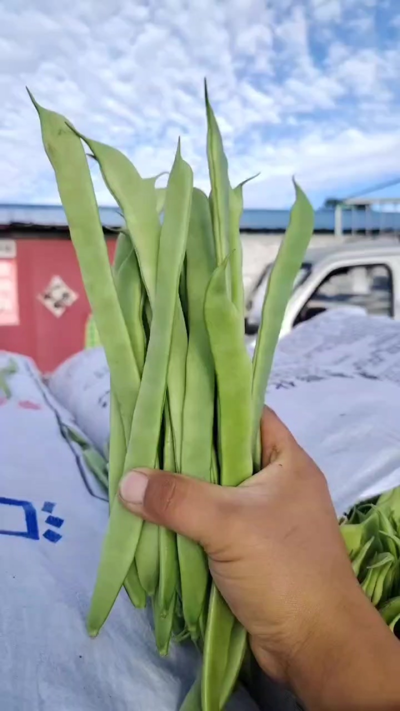 张家口豆角质量好品质高