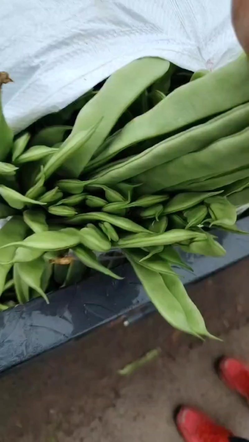 张家口豆角质量好品质高