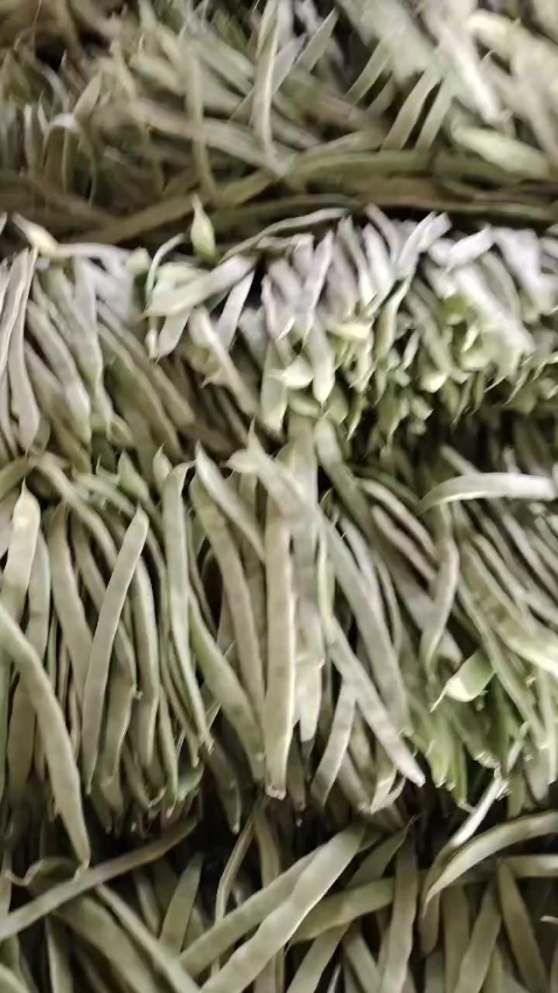 张家口豆角质量好品质高