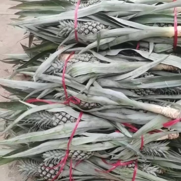 菠萝拔颗子，