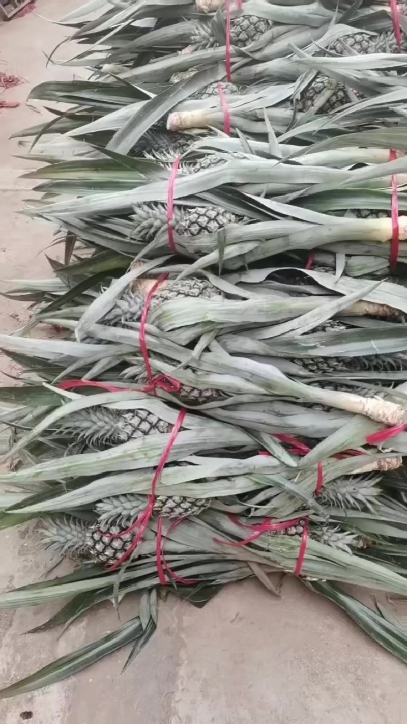 菠萝拔颗子，