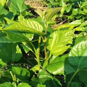 桑芽菜