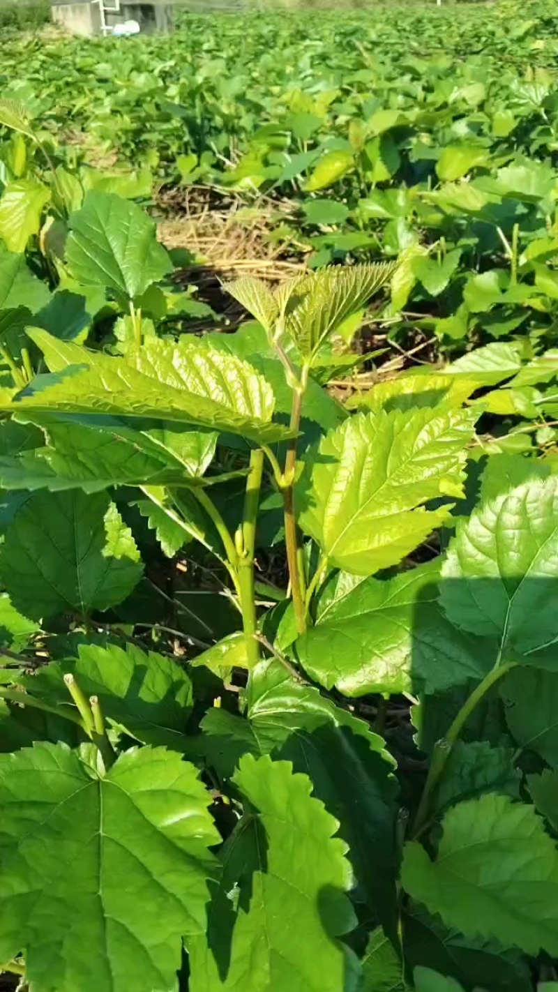 桑芽菜