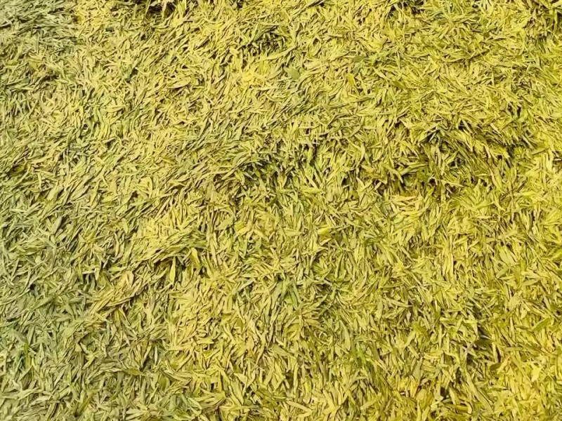 龙井