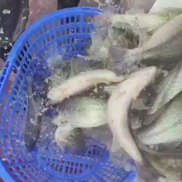 全部带检验报告合格证