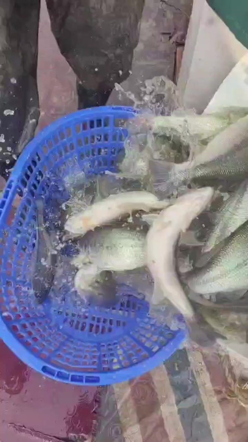 全部带检验报告合格证