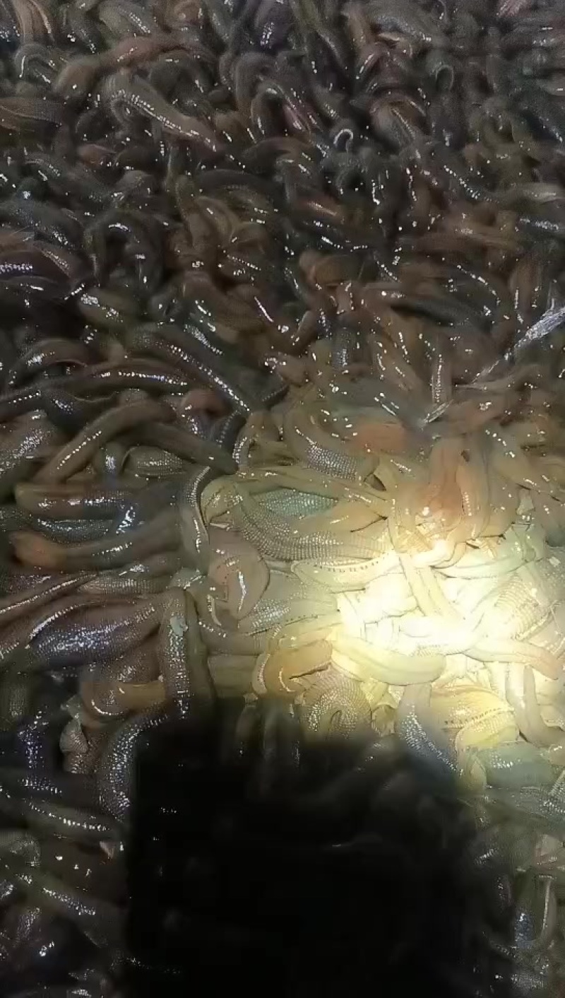 水蛭菲牛蛭母种，怀孕率95%以上