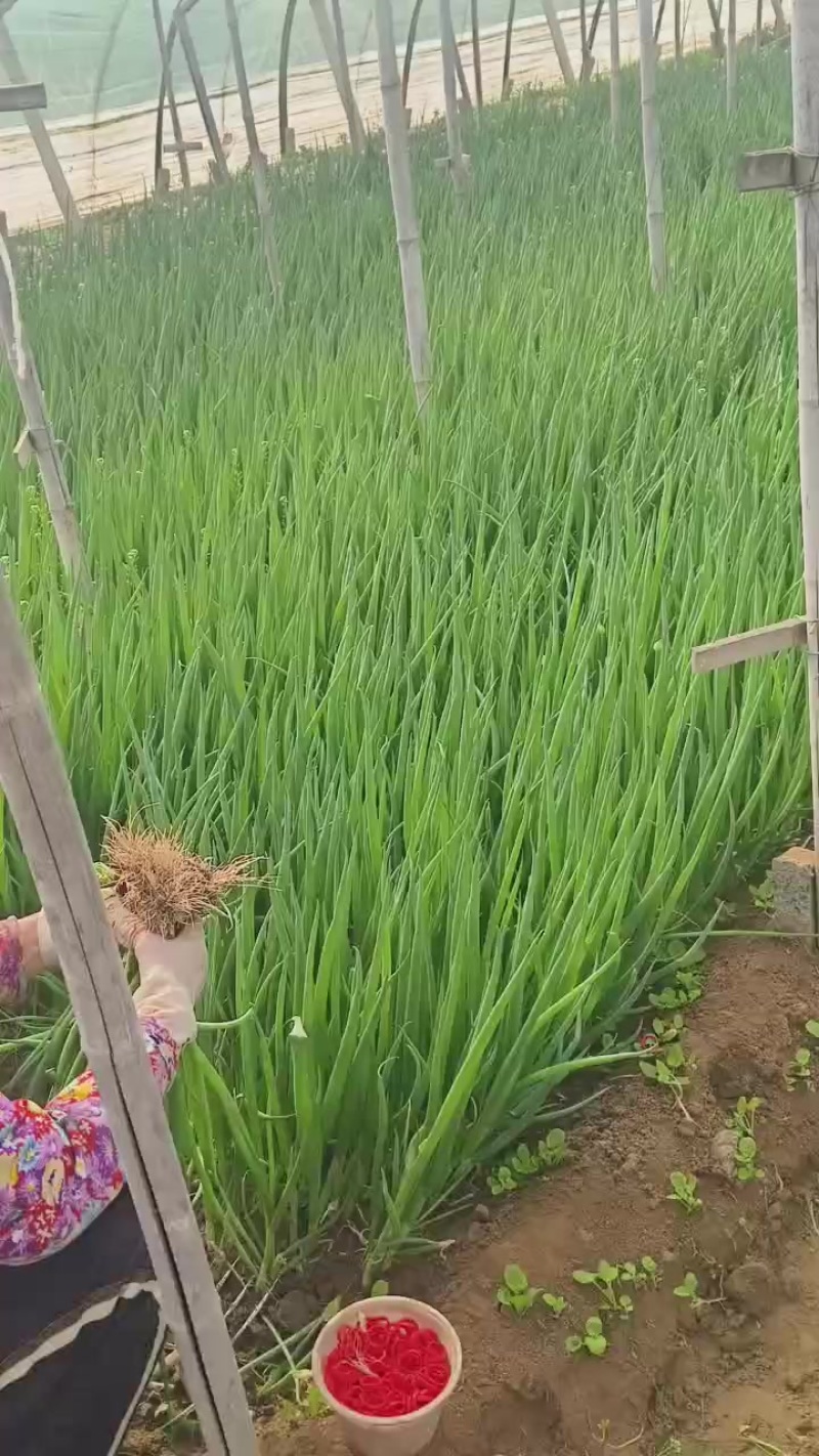 小葱