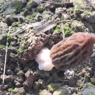 羊肚菌