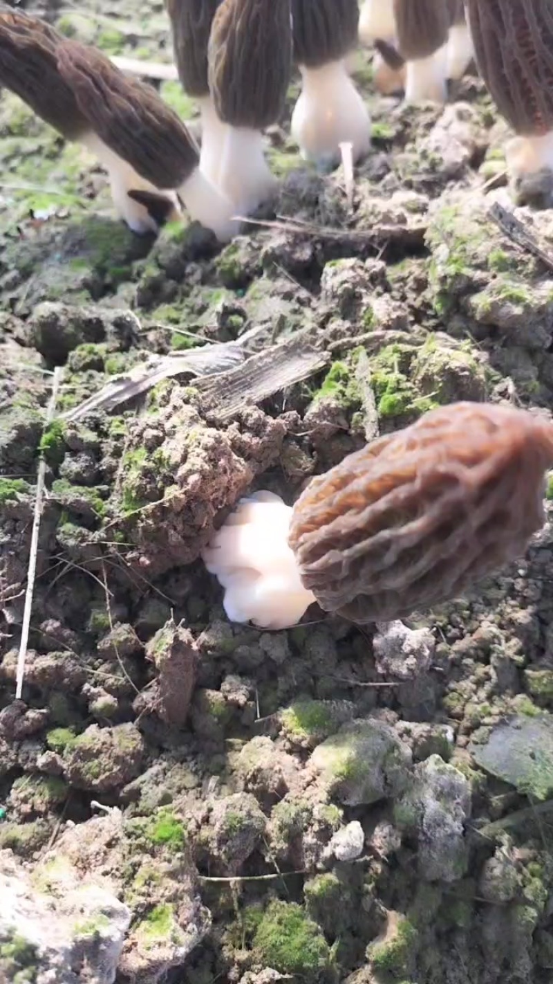 羊肚菌
