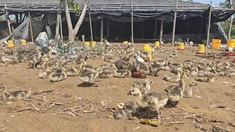 特大种狮头鹅苗包打疫苗公母搭配