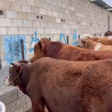 活牛