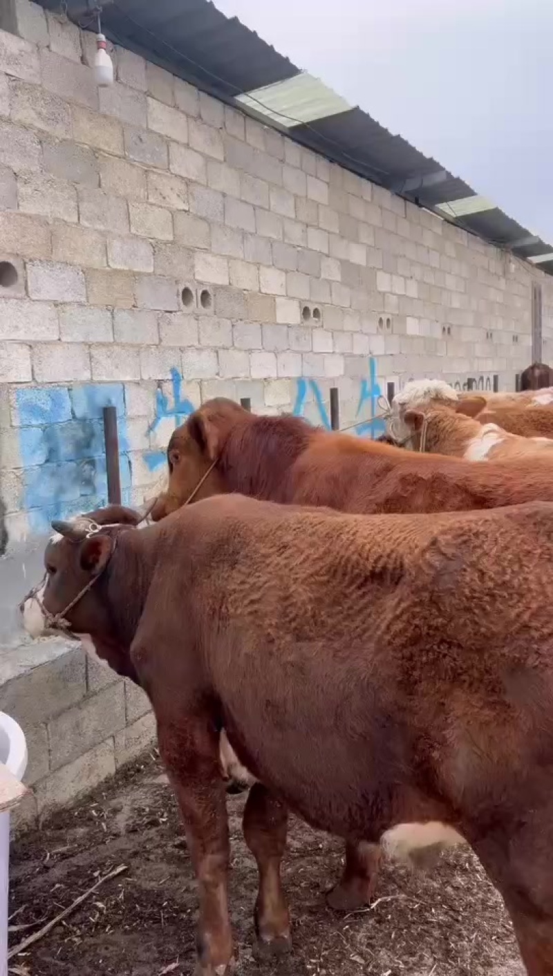 活牛