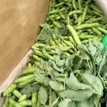 蚕豆，胡豆，罗汉豆接电商，接供货
