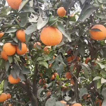 青见柑桔
