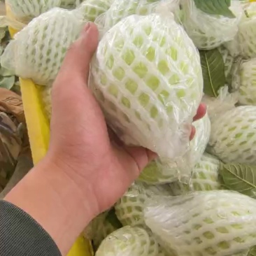 广东湛江番石榴