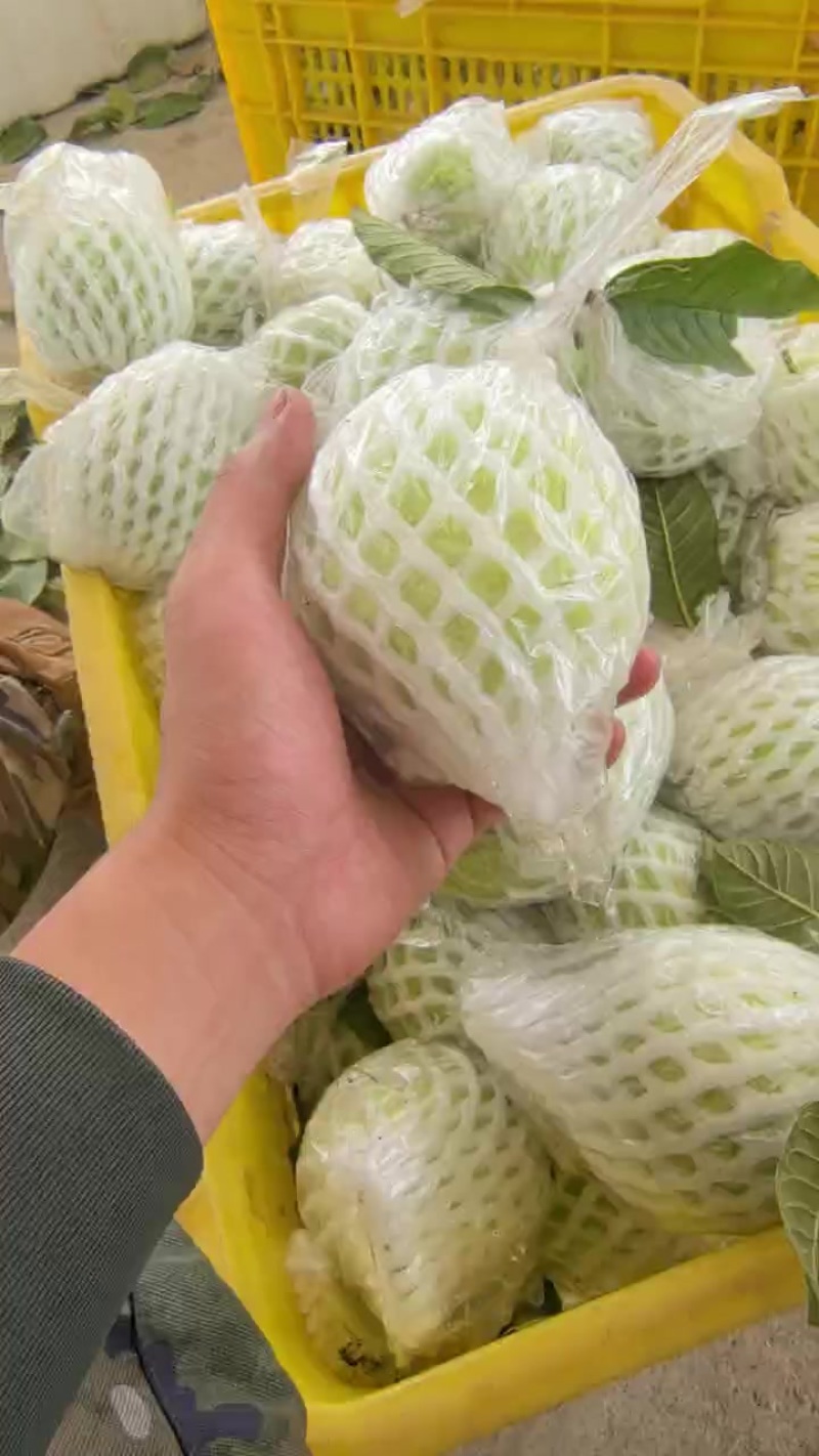 广东湛江番石榴