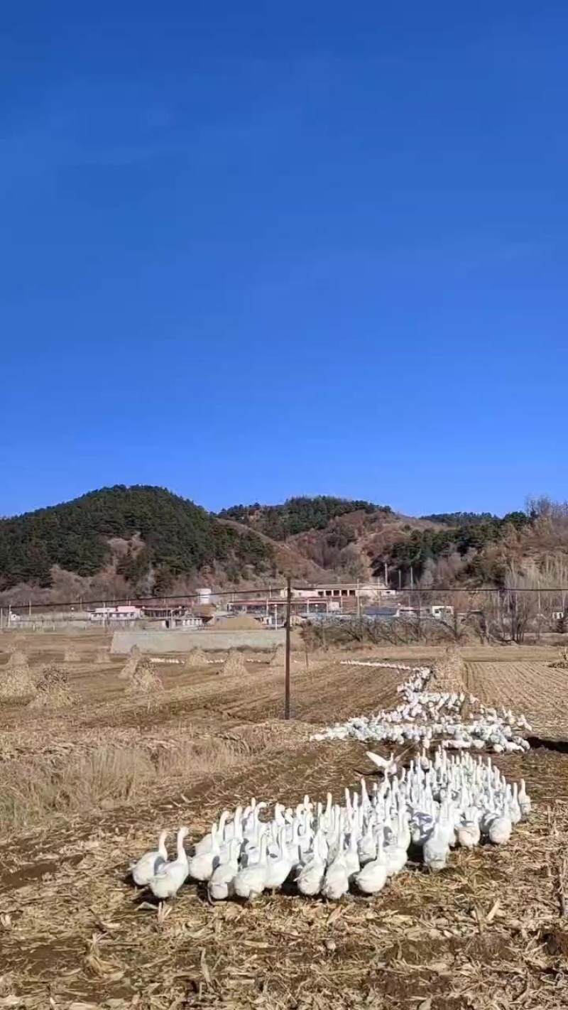 土鹅蛋