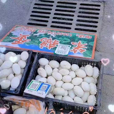 土鹅蛋