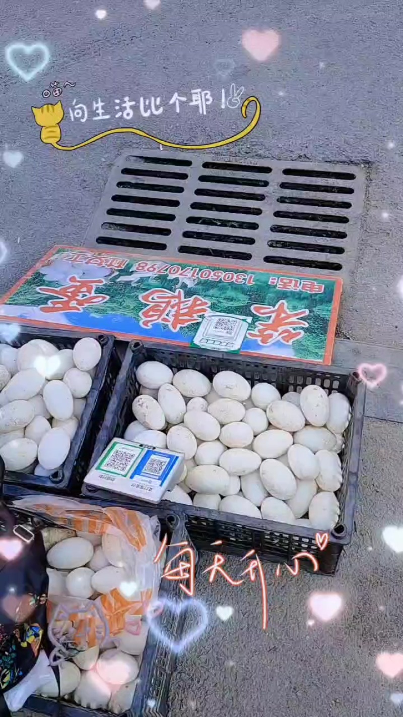 土鹅蛋