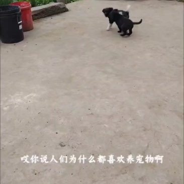 凉山犬，铁青小狗