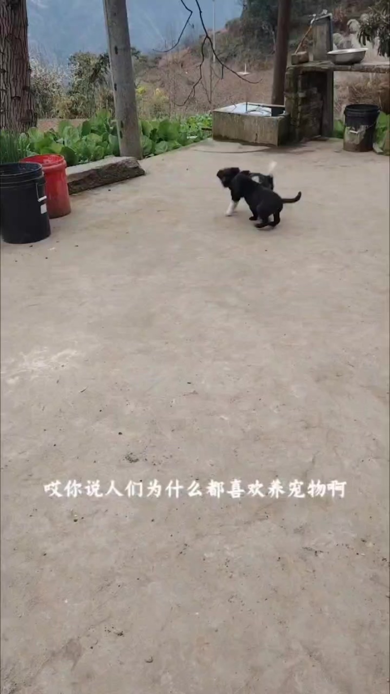 凉山犬，铁青小狗