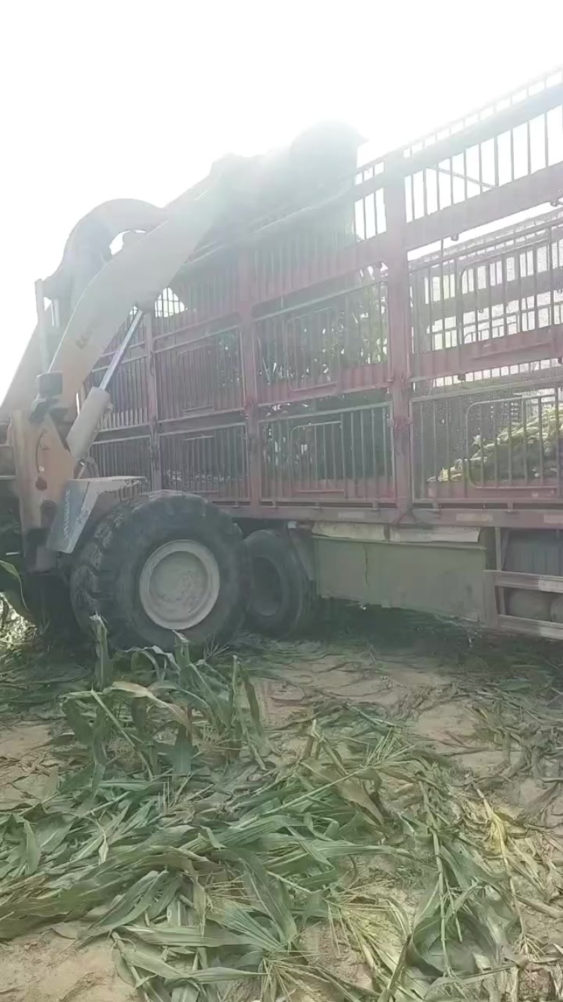 水果玉米大型基地供应市场加工厂电商量大从优