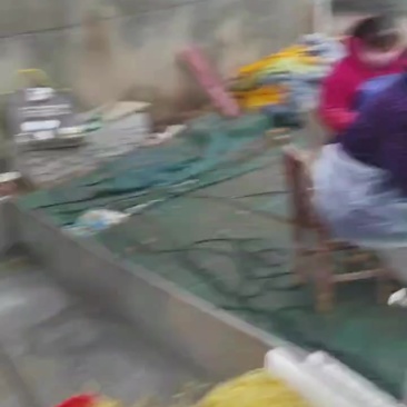 淹制榨菜丝加工，湖南益阳南县武圣宫红云家庭农场