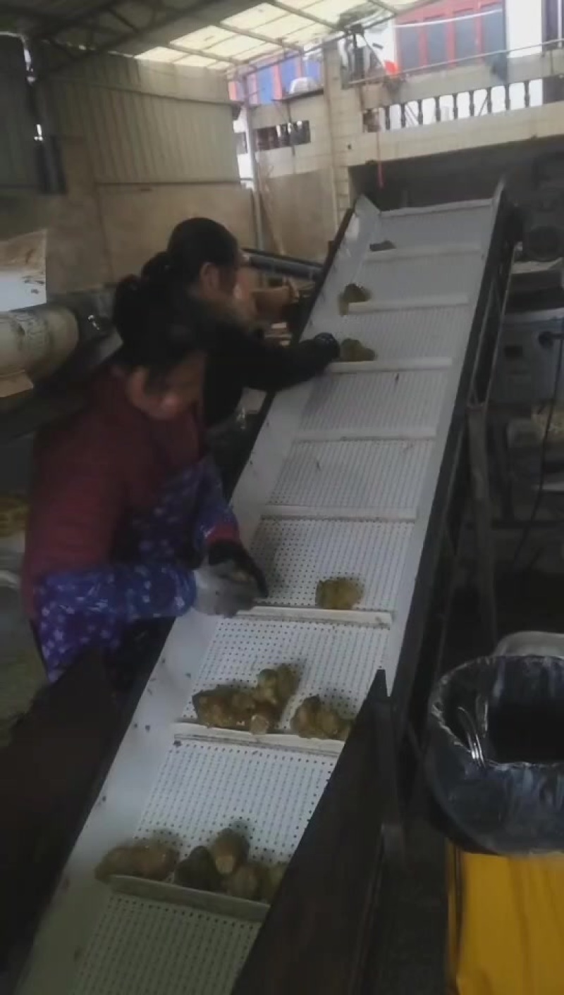 淹制榨菜丝加工，湖南益阳南县武圣宫红云家庭农场