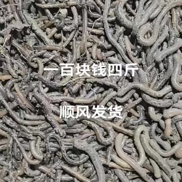 地龙