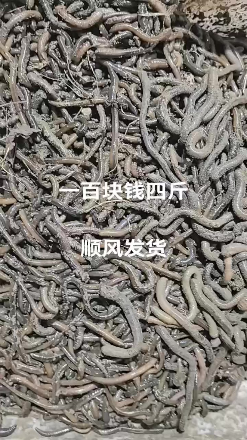 地龙