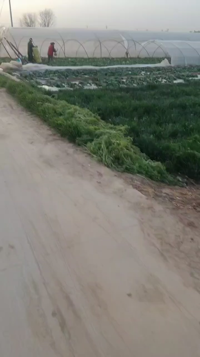 三原县圆生菜大量上市