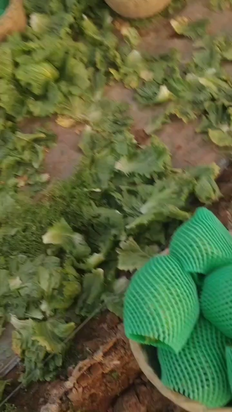 三原县圆生菜大量上市