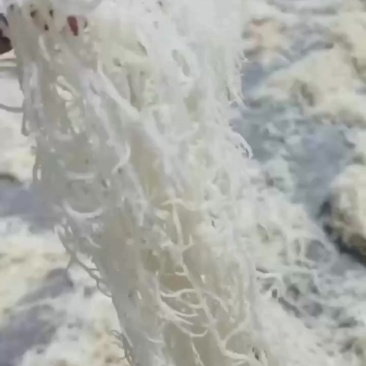 龙须菜批发诚信经营一手货源当季新晒厂家直销出货实拍