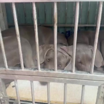 魏玛犬