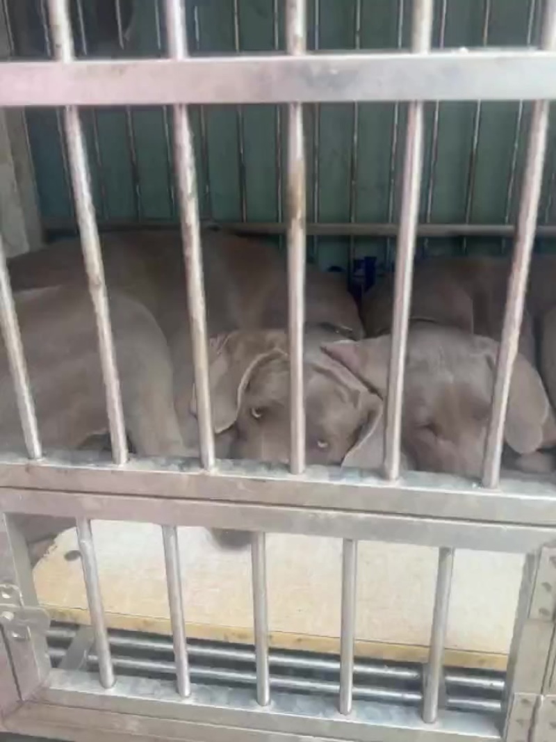魏玛犬