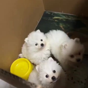 博美