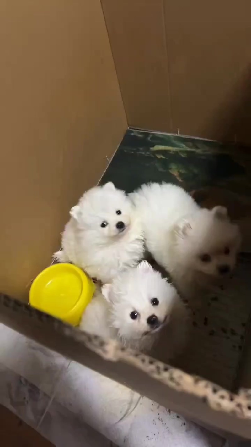 博美